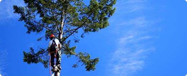 tree job photo with limbs man climbing
